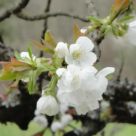 La Maison Du Chevalier - Et Tables D'hotes - Adults Only Marat