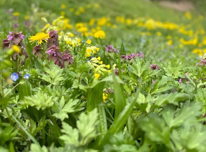 La Maison Du Chevalier - Et Tables D'hotes - Adults Only Отель типа 