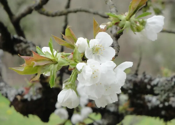 La Maison Du Chevalier - Et Tables D'hotes - Adults Only Мара